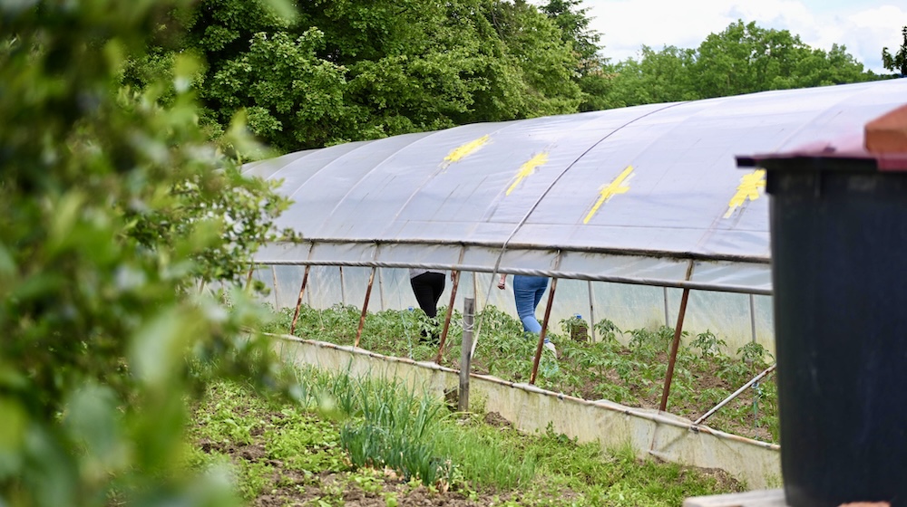  The legs of two women are visible walking among young plants underneath a greenhouse cover.