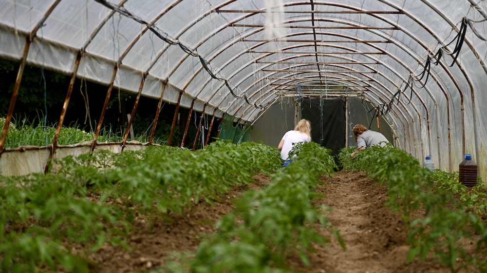 The backs of two women are seen tending to young plants inside a greenhouse.