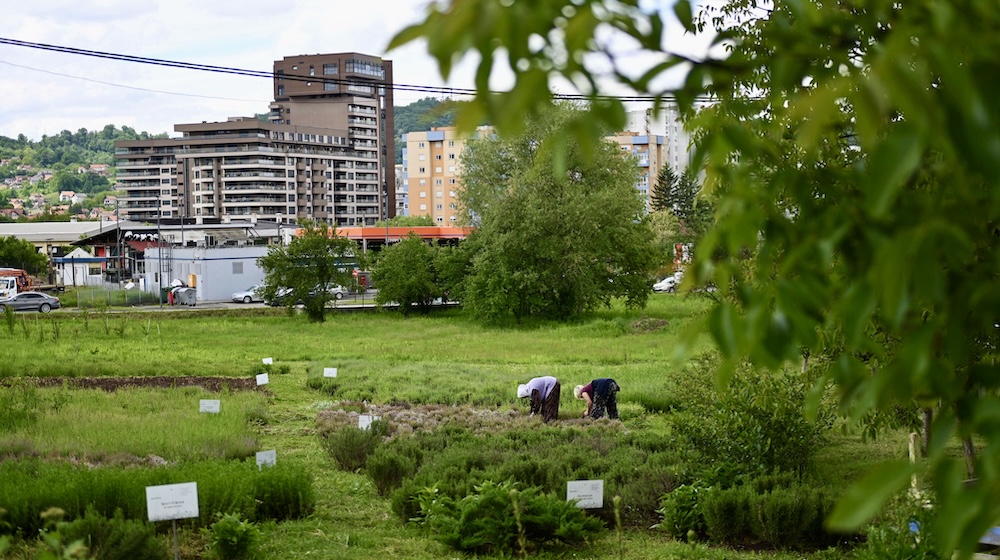 Multistorey buildings are seen behind a green expanse, in which two women are bent over gardening