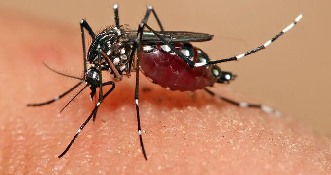 UNFPA closely monitors Zika outbreak, urges access to sexual and reproductive health care and information