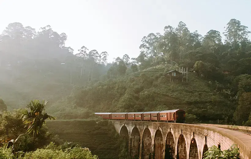 Brown Train Rail Surrounded of Green Leaf Tree
