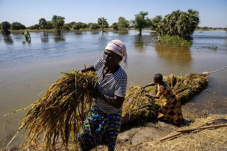 Les habitant·e·s reconstruisent avec de la paille une route inondée par la crue.